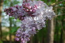 Common Lilac